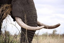 29_KP_elephant52.JPG