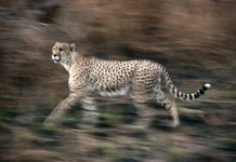 31_KP_ghepardo15.JPG