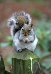 33_L_squirrel12.jpg