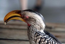 35_KP_bucero2.jpg