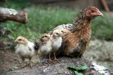 36_laos_chicken2.jpg