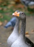 37_L_ocaselvatica3.jpg