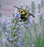 39_APE_lavanda11_giu06.jpg