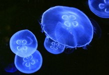 41_valencia_meduse2.jpg
