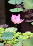 47_lotus_ago-2009_5.jpg